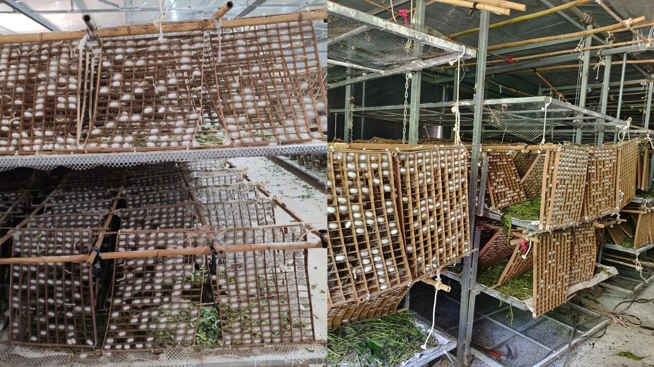 暑假社会实践 | 生态桑园绿意浓，“蚕”动绿色新经济--水源区固废变有机肥，麦地冲蚕丝织就国际路 第 6 张